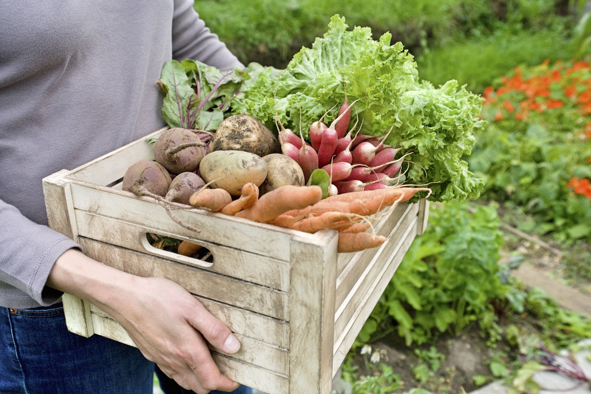 Gemüse anbauen &#8211; Tipps für Anbauplanung