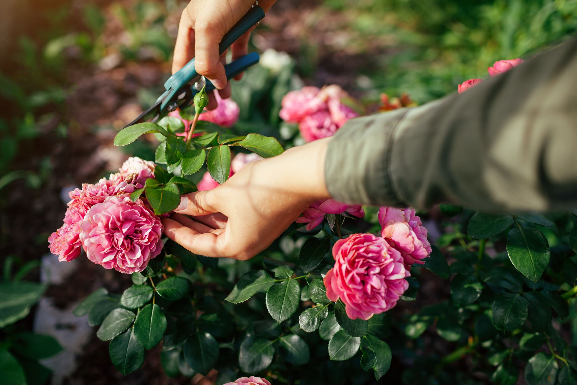 Wie und womit Sie Rosen für die nächste Saison schneiden – eine umfassende Anleitung 