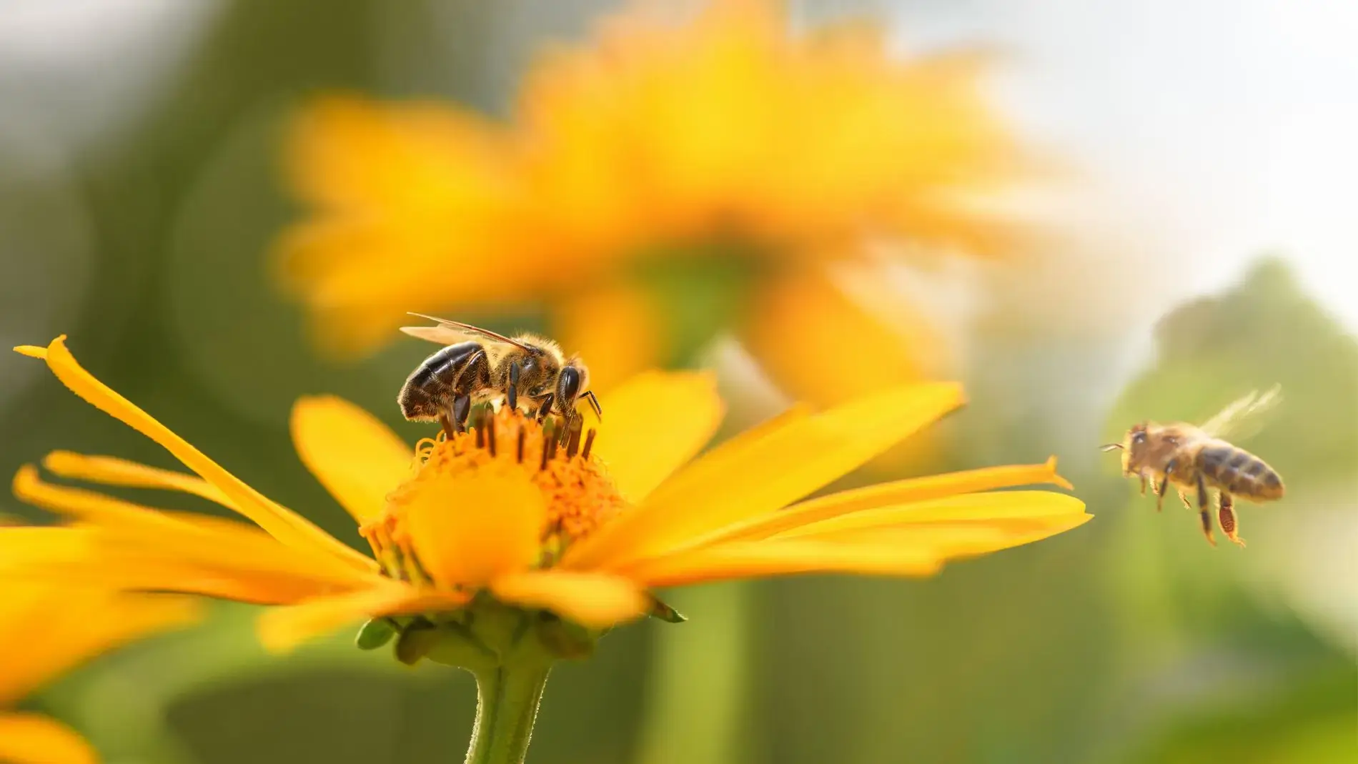 Wo Bienen fröhlich summen: in Ihrem Bienengarten! 