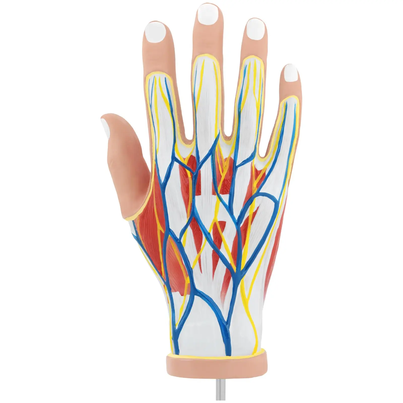 Anatomiemodell - Hand - vierteilig - Originalgröße - Muskeldegeneration