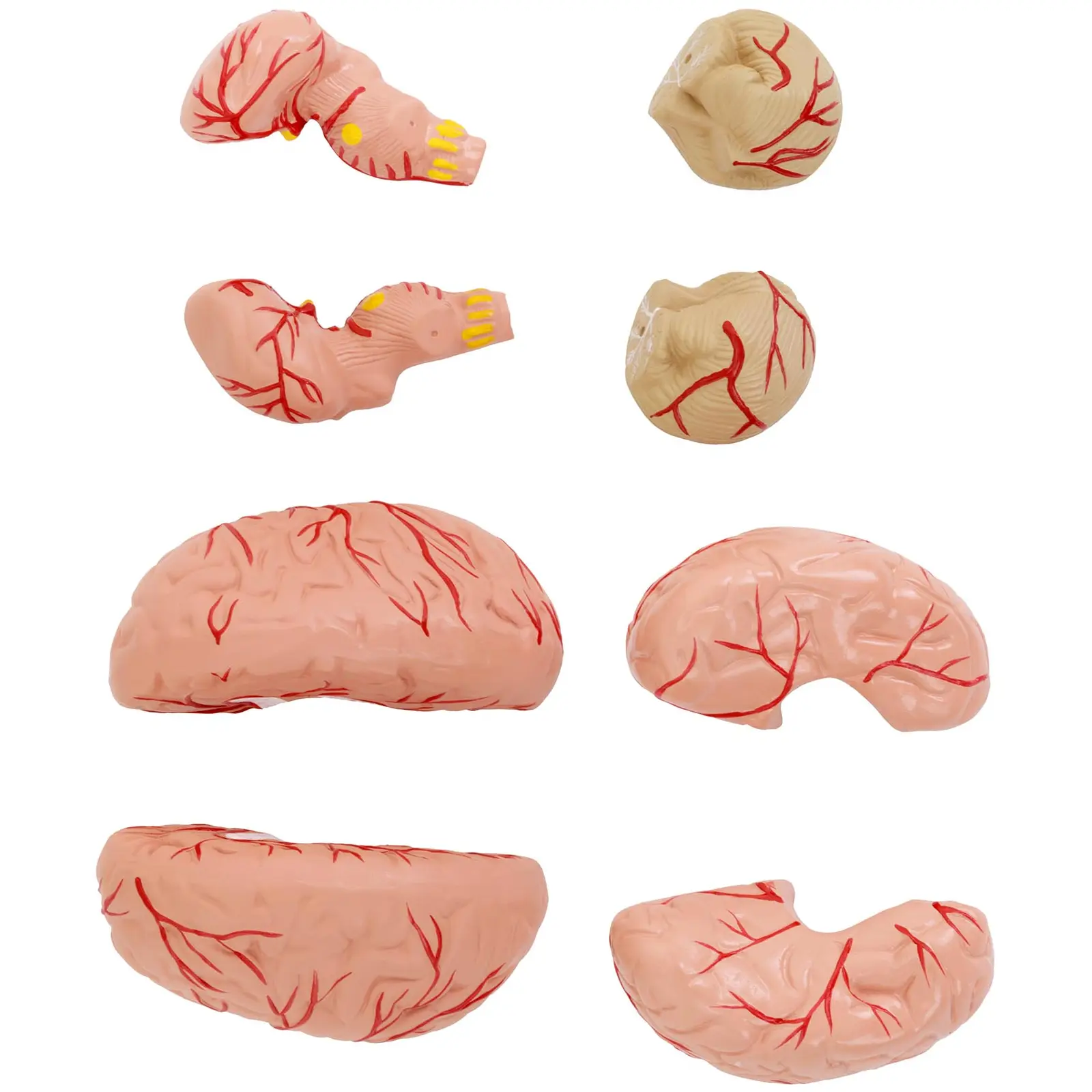 Schädel Modell - mit 7 Halswirbeln und Gehirn- Originalgröße