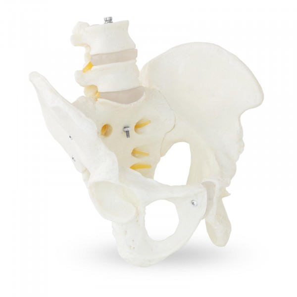 Skelett Becken-Modell mit Lendenwirbel - männlich