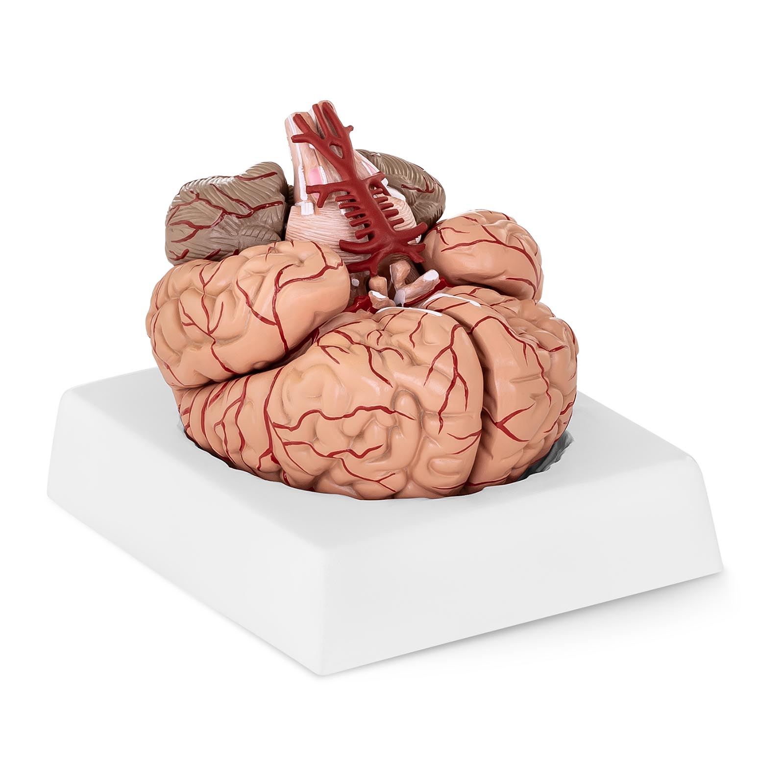 B-Ware Gehirn-Modell - 9 Segmente - lebensgroß