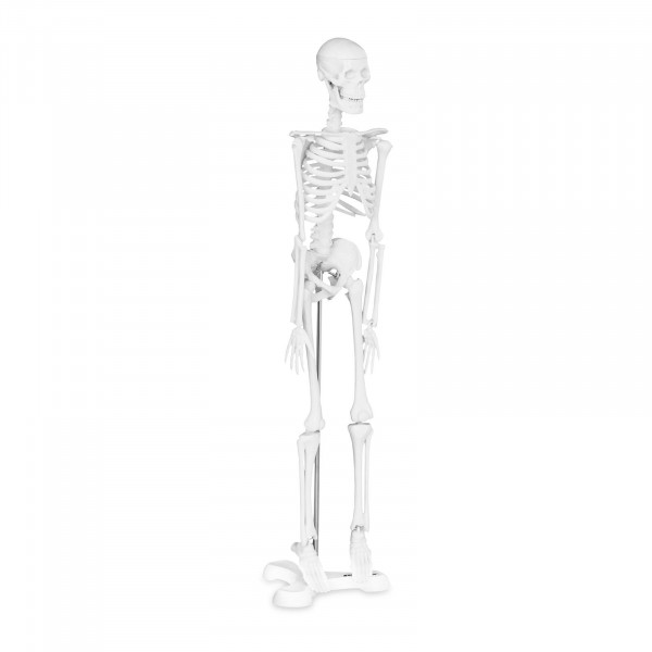 Mini Skelett PHY-SK-6 - Maßstab 1:4