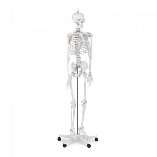 Skelett Modell PHY-SK-1 - lebensgroß